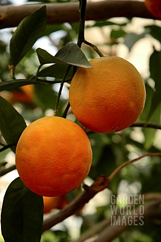 CITRUS_SINENSIS_VALENCIA_SWEET_ORANGE_VALENCIA