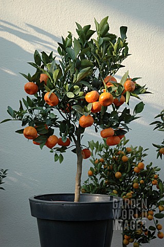 CITRUS_X_RESHNI_CLEOPATRA_MANDARIN