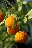 CITRUS AURANTIUM, (BITTER ORANGE)