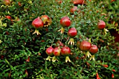 PUNICA GRANATUM VAR. NANA, (AGM). (DWARF POMEGRANATE)