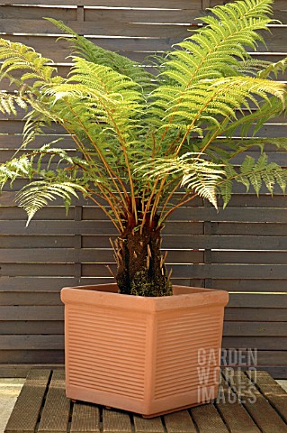 DICKSONIA_FIBROSA