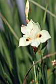 DIETES BICOLOR