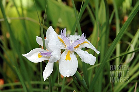 DIETES_IRIDIOIDES_SYN_DIETES_VEGEA