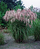 MISCANTHUS SINENSIS KASKADE (AGM), (CHINENSE SILVER GRASS)