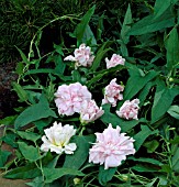 CALYSTEGIA HEDERACEA FLORE PLENO