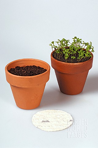 PLANTING_SEEDPLATE_INTO_POT_LEPIDIUM_SATIVUM_CRESSIDA_OR_CURLY_CRESS_BEFORE_AND_AFTER_GERMINATION