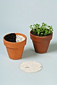 PLANTING SEEDPLATE INTO POT- LEPIDIUM SATIVUM (CRESSIDA OR CURLY CRESS) BEFORE AND AFTER GERMINATION