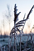 ORNAMENTAL REED GRASS WITH FROST