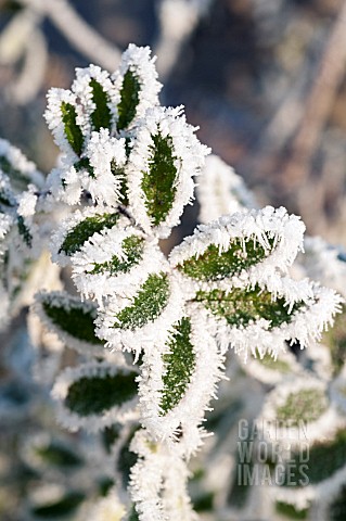 FROSTED_LONICERA_NITIDA