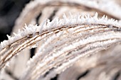 FROSTED ORNAMENTAL REED GRASS