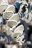 FROSTED EUCALYPTUS LEAVES