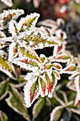 FROSTED NANDINA, RED TIPPED LEAVES