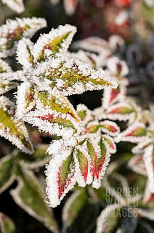 FROSTED_NANDINA_RED_TIPPED_LEAVES