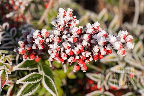 FROSTED_NANDINA