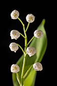 CONVALLARIA MAJALIS, (LILY OF THE VALLEY)