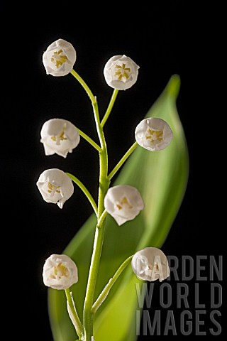 CONVALLARIA_MAJALIS_LILY_OF_THE_VALLEY