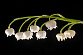 CONVALLARIA MAJALIS, (LILY OF THE VALLEY)