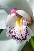 CYMBIDIUM (WHITE ORCHID)