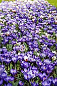 TULIPA HEARTS DELIGHT WITH CROCUS REMEMBRANCE