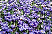 TULIPA HEARTS DELIGHT WITH CROCUS REMEMBRANCE
