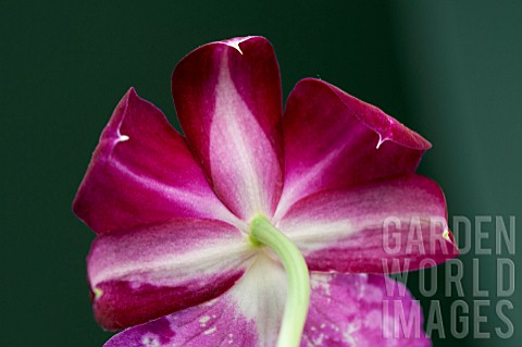 CLOSE_UP_OF_MILTONIA_FLOWER_FROM_BEHIND_PETALS