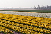MIXED FIELDS OF FLOWERBULBS; NARCISSUS AND HYACINTHUS