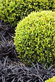 BALL SHAPED BUXUS TOPIARY WITH OPHIOPOGON