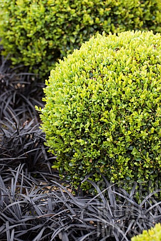 BALL_SHAPED_BUXUS_TOPIARY_WITH_OPHIOPOGON