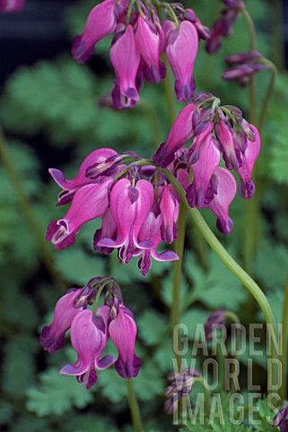DICENTRA_KING_OF_HEARTS