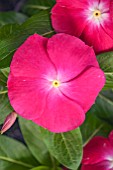 CATHARANTHUS ROSEUS SUNSTORM BRIGHT RED IMPROVED