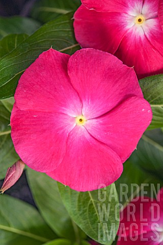 CATHARANTHUS_ROSEUS_SUNSTORM_BRIGHT_RED_IMPROVED