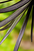 OPHIOPOGON PLANISCAPUS NIGER (BLACK MONDO GRASS)