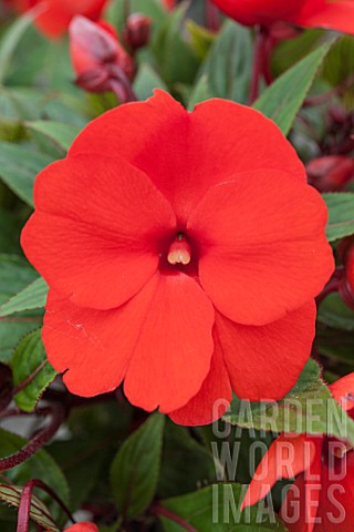 IMPATIENS_NEW_GUINEA_HYBRID_COLORPOWER_BRIGHT_RED