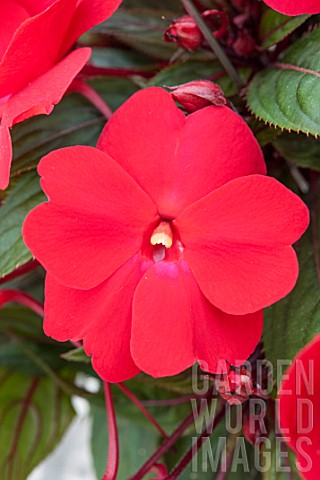 IMPATIENS_NEW_GUINEA_HYBRID_COLORPOWER_DEEP_RED_CATANIA