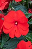 IMPATIENS COLORPOWER RED FIRENZE (NEW GUINEA HYBRID)