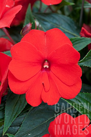 IMPATIENS_COLORPOWER_RED_FIRENZE_NEW_GUINEA_HYBRID