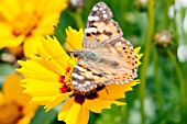 AGLAIS URTICAE (BUTTERFLY) ON COREOPSIS