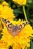 AGLAIS URTICAE (BUTTERFLY) ON COREOPSIS