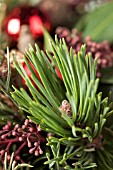 CHRISTMAS ARRANGEMENT WITH PINUS AND SKIMMIA