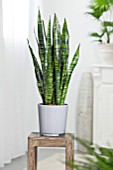 SANSEVIERIA TRIFASCIATA BLACK CORAL, (VARIEGATED MOTHER IN LAWS TONGUE)