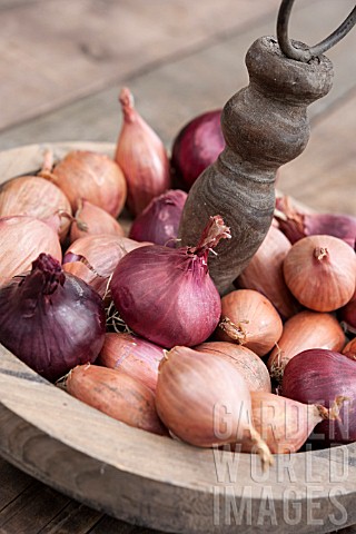 ALLIUM_CEPA_MIX_MIXED_RED_AND_WHITE_ONIONS