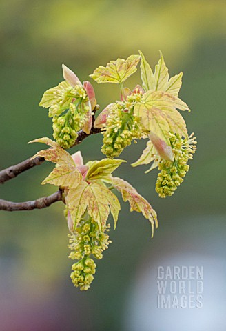 ACER_PLATANOIDES_NORWAY_MAPLE_FLOWERS_AND_FOLIAGE