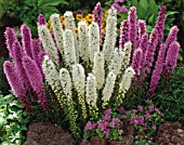 LIATRIS SPICATA ALBA, (WITH LIATRIS SPICATA)