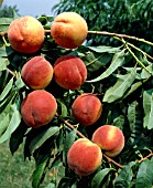 PRUNUS PERSICA RED HAVEN, (PEACH RED HAVEN)