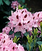 RHODODENDRON CATAWBIENSE HUMBOLDT