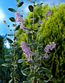 CEANOTHUS BURKWOODII