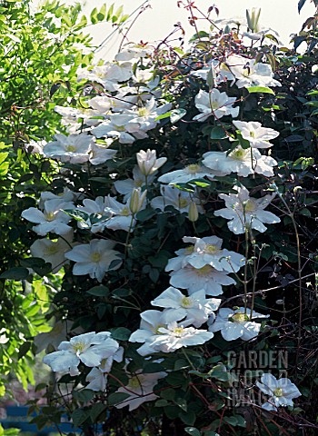 CLEMATIS_MADAME_LE_COULTRE_CLEMATIS_MEVROUW_LE_COULTRE