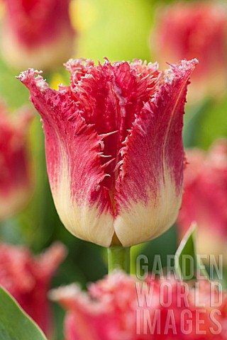 TULIPA_JOINT_DEVISION
