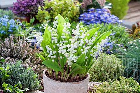 CONVALLARIA_MAJALIS_LILY_OF_THE_VALLEY_IN_CONTAINER