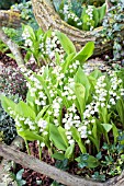 CONVALLARIA MAJALIS (LILY OF THE VALLEY) IN CONTAINER
